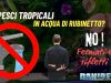 Pesci tropicali in acqua di rubinetto: l’errore che può essere fatale Acqua di rubinetto con i pesci tropicali