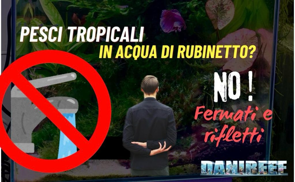 Acqua di rubinetto con i pesci tropicali