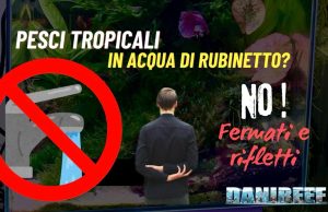 Pesci tropicali in acqua di rubinetto: l’errore che può essere fatale Acqua di rubinetto con i pesci tropicali