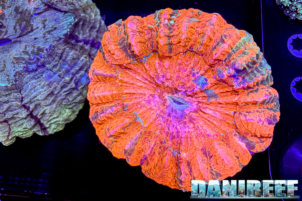 Acanthophyllia da TRSC Aquatics