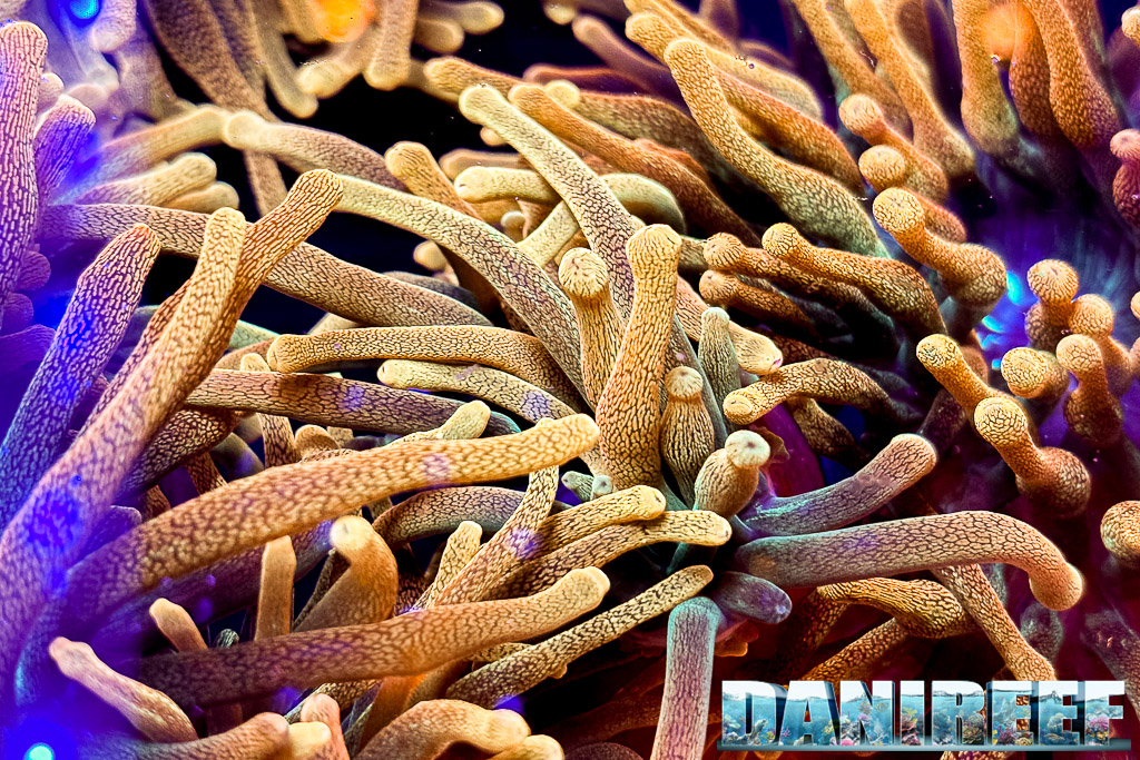 Anemone Entacmaea quadricolor da Frost Corals