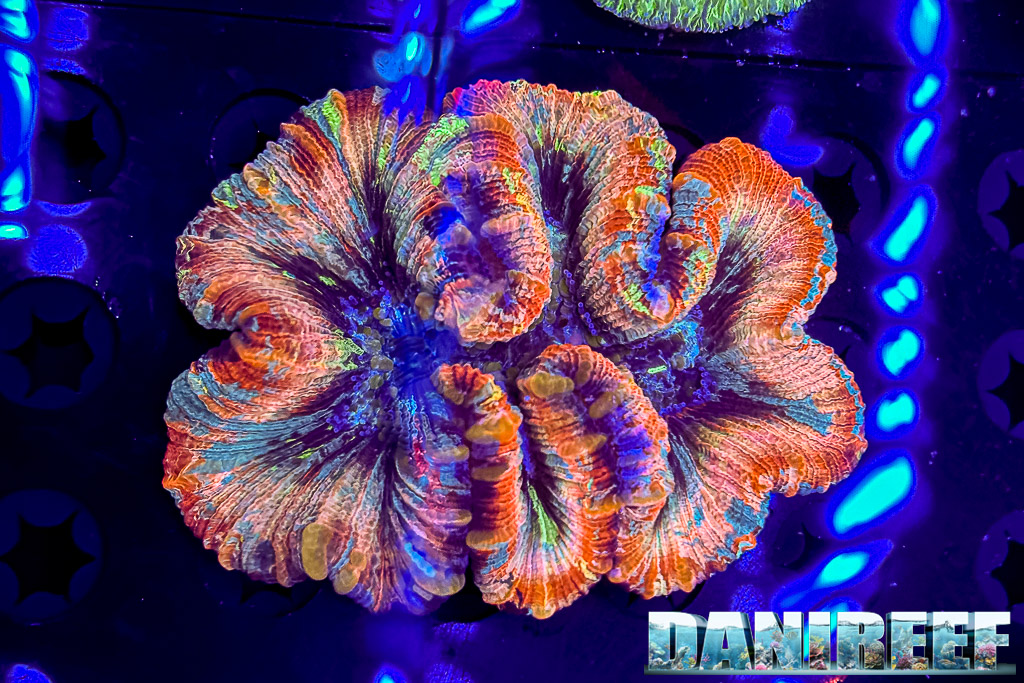 Trachyphyllia da Luis Reef