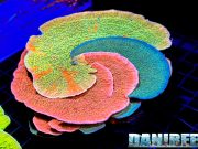 Grafted corals: spettacolo naturale e difficoltà reali in acquario