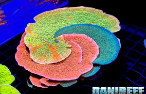 Grafted corals: spettacolo naturale e difficoltà reali in acquario