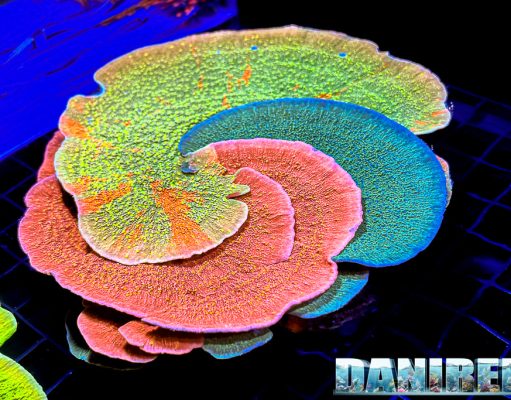 Grafted corals: spettacolo naturale e difficoltà reali in acquario