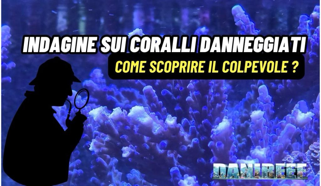 Corallo SPS danneggiato in acquario marino