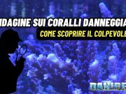 Coralli danneggiati? Ecco come scoprire chi è il colpevole nel tuo acquario marino Danno ai coralli