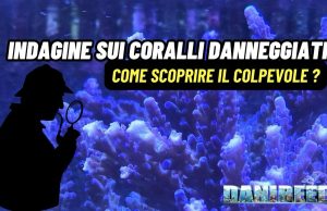 Coralli danneggiati? Ecco come scoprire chi è il colpevole nel tuo acquario marino Danno ai coralli