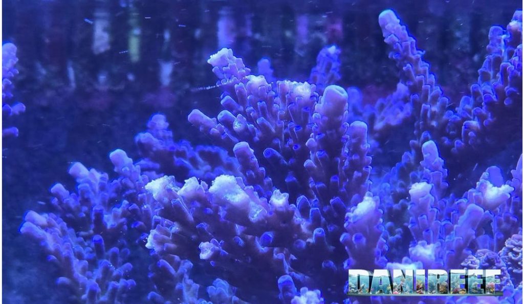 Acropora blu con punte rosicchiate in acquario