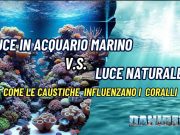 Luce naturale vs luce artificiale in acquario marino: le caustiche Luce naturale