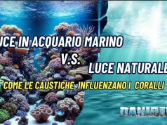 Luce naturale vs luce artificiale in acquario marino: le caustiche Luce naturale