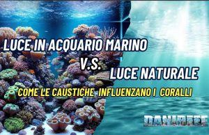 Luce naturale vs luce artificiale in acquario marino: le caustiche Luce naturale