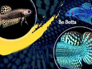 Alien Show al PetsFestival la mostra di Betta incredibili