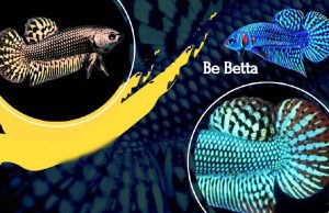 Alien Show al PetsFestival la mostra di Betta incredibili