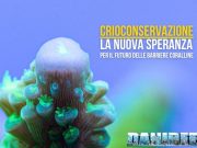 Crioconservazione: salvare i coralli con le banche genetiche future