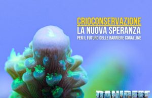 Crioconservazione: salvare i coralli con le banche genetiche future