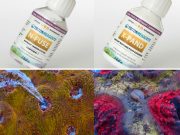 X-PAND e N-FUSE: nuovi prodotti per nutrire i coralli efficacemente