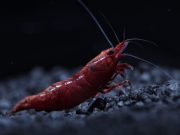 International Shrimp Contest 2024 2a edizione al Petsfestival