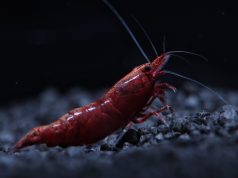 International Shrimp Contest 2024 2a edizione al Petsfestival