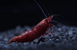 International Shrimp Contest 2024 2a edizione al Petsfestival