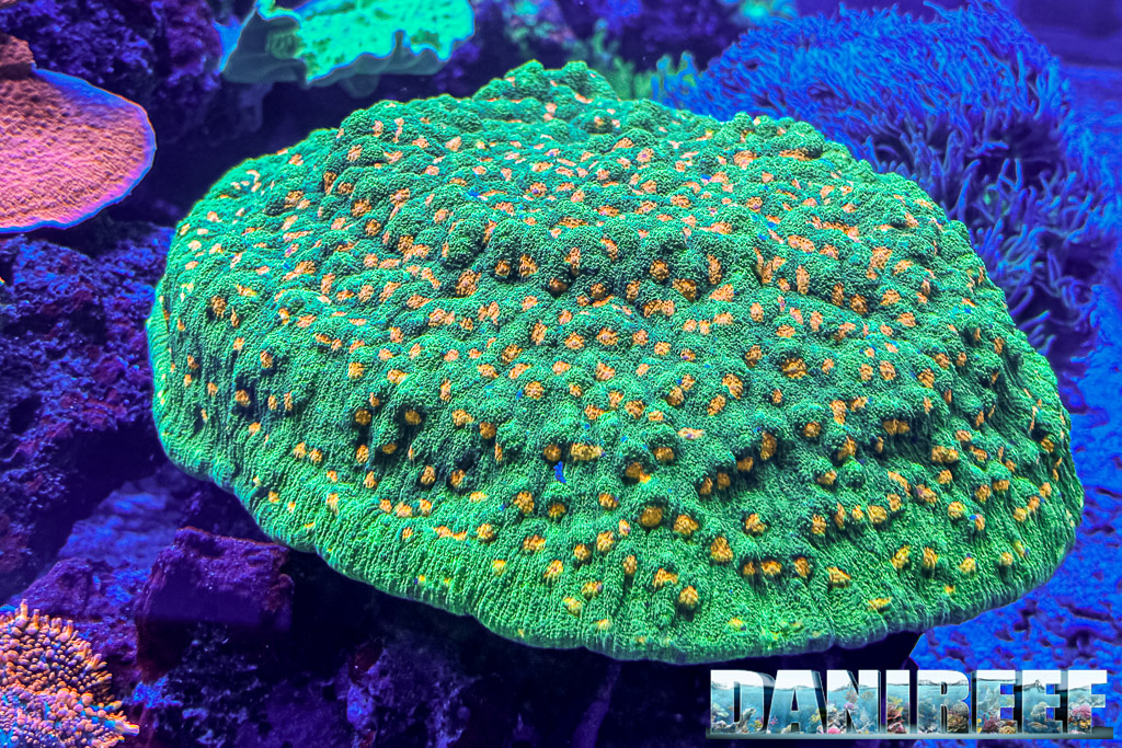 Un enorme Chalice da WWC - World Wide Corals