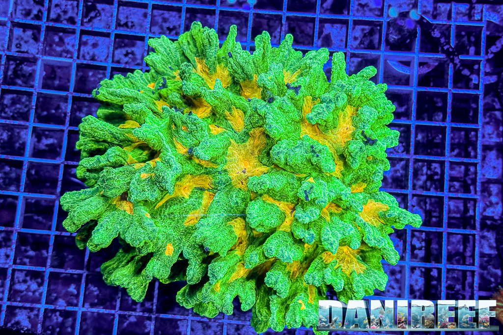 Pectinia peltata Space Invaders da WWC - World Wide Corals
