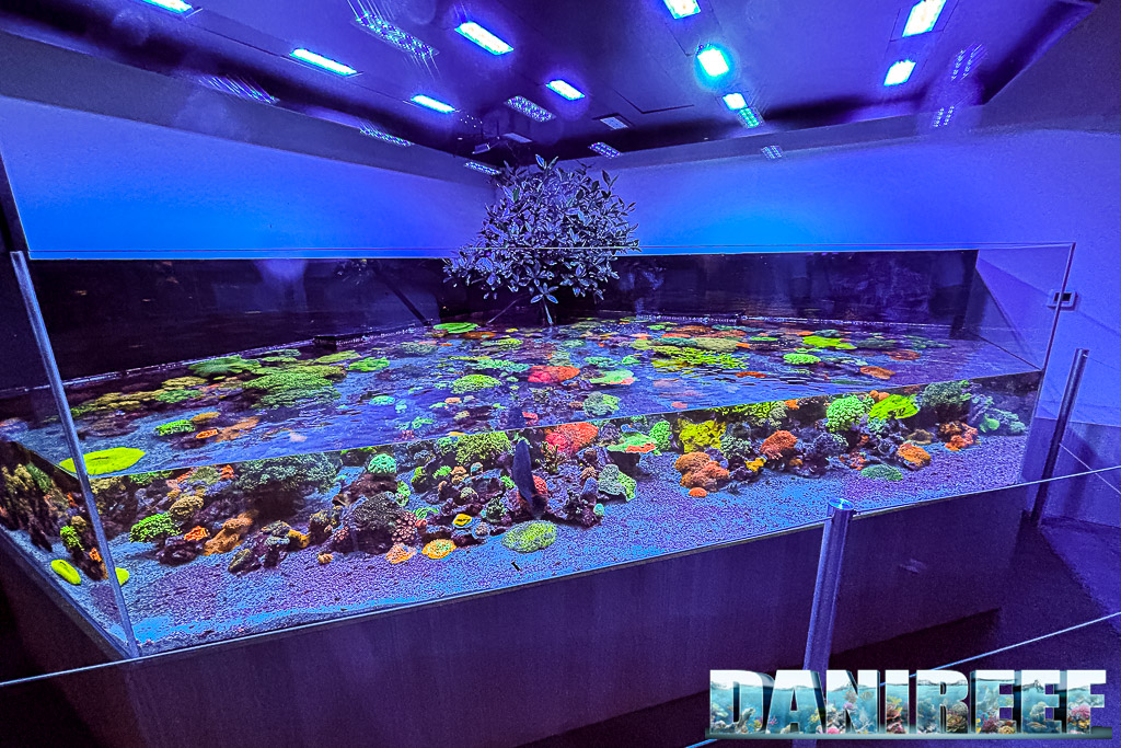 World Wide Corals: l'acquario d'ingresso fotografato da DaniReef