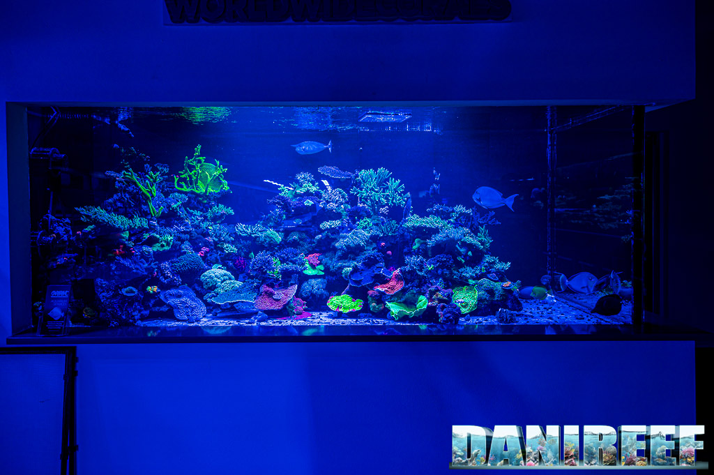 L'acquario da 1.500 galloni (circa 6.000) litri dove trova posto Casper, il rarissimo Zebrasoma flavescens bianco - WWC World Wide Corals