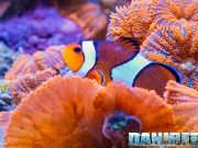 Pesce pagliaccio Nemo (Amphiprion ocellaris): guida completa all’allevamento in acquario