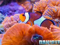 Pesce pagliaccio Nemo (Amphiprion ocellaris): guida completa all’allevamento in acquario