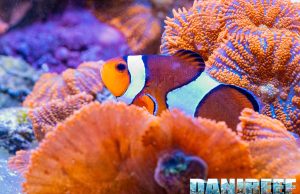 Pesce pagliaccio Nemo (Amphiprion ocellaris): guida completa all’allevamento in acquario