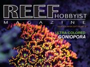 Reef Hobbyist Magazine ci mostra le Goniopore da acquacoltura