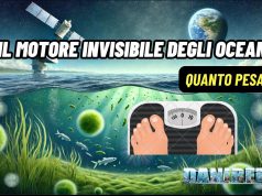 Fitoplancton: la biomassa che nutre gli oceani e produce ossigeno