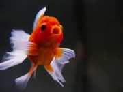 2 mostre spettacolari su Orifiamma e Flowerhorn al PetsFestival