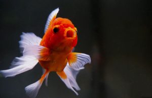 2 mostre spettacolari su Orifiamma e Flowerhorn al PetsFestival