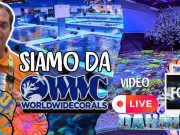 Siamo stati da WWC – World Wide Corals: attenzione alle coronarie