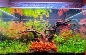 Acquario del nostro Lorenzo pubblicato su Tropica Aquarium Plants