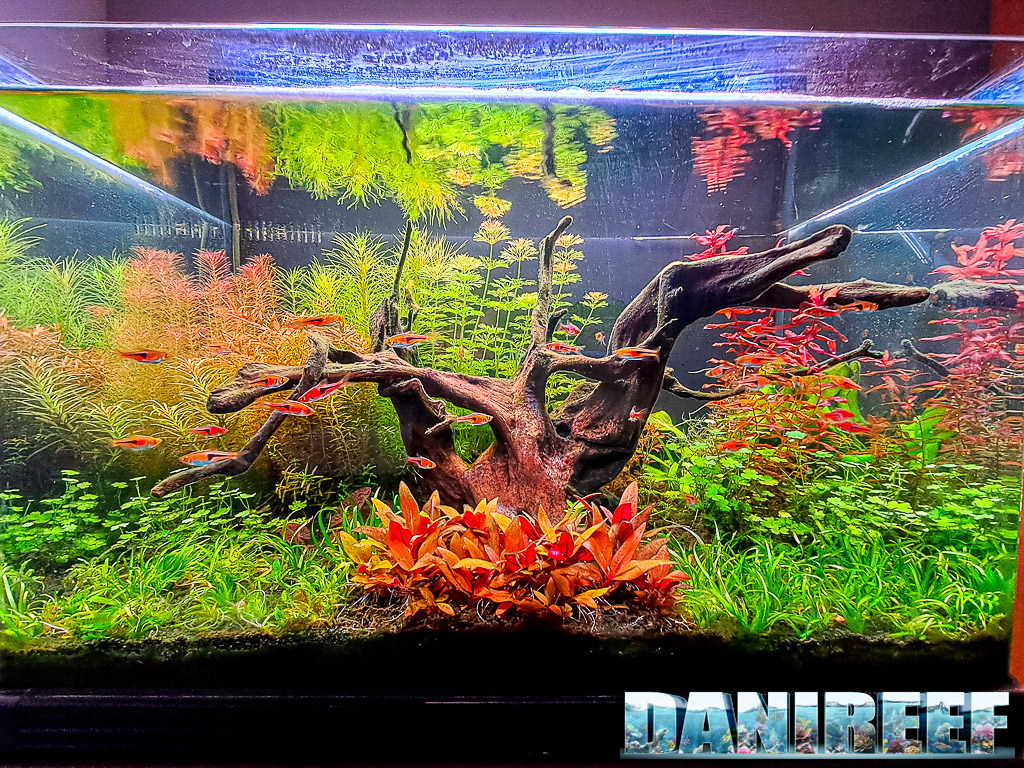 Acquario del nostro Lorenzo Spina "Big Tree in the Jungle" pubblicato su Tropica Aquarium Plants
