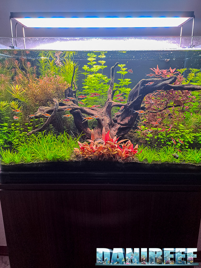 Acquario del nostro Lorenzo Spina "Big Tree in the Jungle" pubblicato su Tropica Aquarium Plants