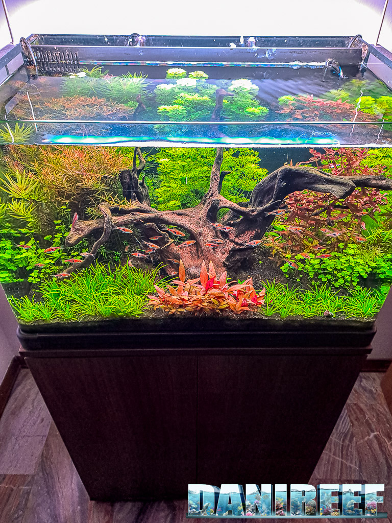 Acquario del nostro Lorenzo Spina "Big Tree in the Jungle" pubblicato su Tropica Aquarium Plants