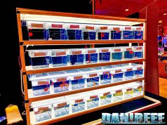 I Betta splendens di AIB Associazione Italiana Betta al Petsfestival 2024