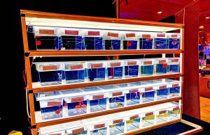 I Betta splendens di AIB Associazione Italiana Betta al Petsfestival 2024