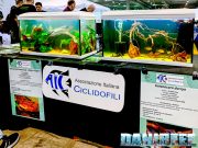 AIC – Associazione Italiana Ciclidofili: Ecosistemi in Miniatura al Petsfestival 2024