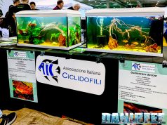 AIC – Associazione Italiana Ciclidofili: Ecosistemi in Miniatura al Petsfestival 2024