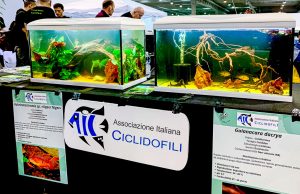 AIC – Associazione Italiana Ciclidofili: Ecosistemi in Miniatura al Petsfestival 2024