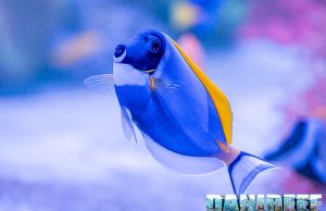 L’alimentazione degli Acanturidi negli acquari marini di barriera