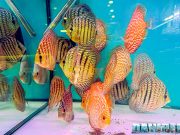 DS Discus al PetsFestival 2024: La Passione Italiana per i Discus