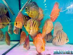 DS Discus al PetsFestival 2024: La Passione Italiana per i Discus