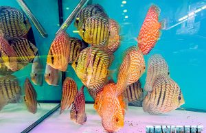 DS Discus al PetsFestival 2024: La Passione Italiana per i Discus