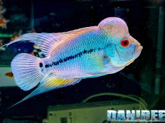 Flower Horn Experience al PetsFestival 2024